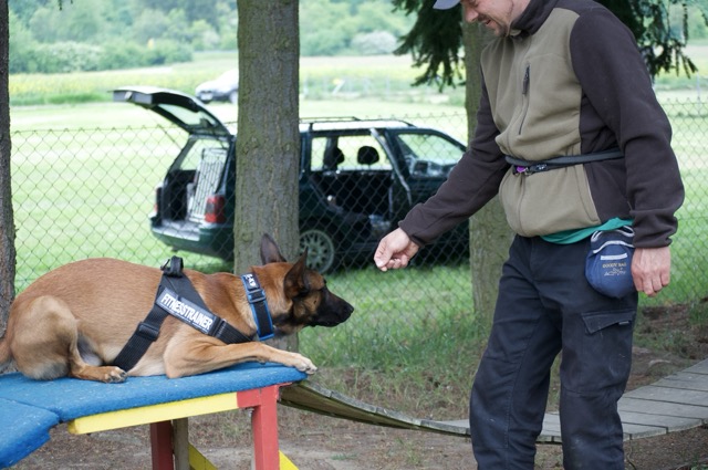 Malinois auf dem Hundeplatz