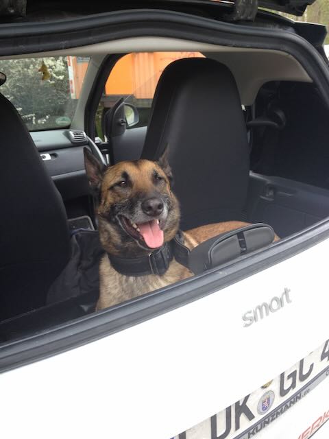Malinois im Smart for Two.
